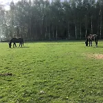 Vakantiehuis Konie W Tle Olesin